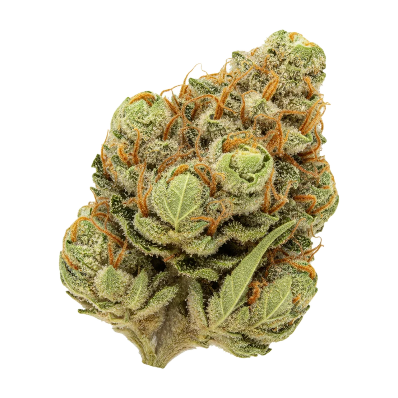 KI-generierte Illustration einer Cannabisblüte, zeigt nicht die tatsächliche Charge – 420 Evolution 22/1 MAC "MAC 1"