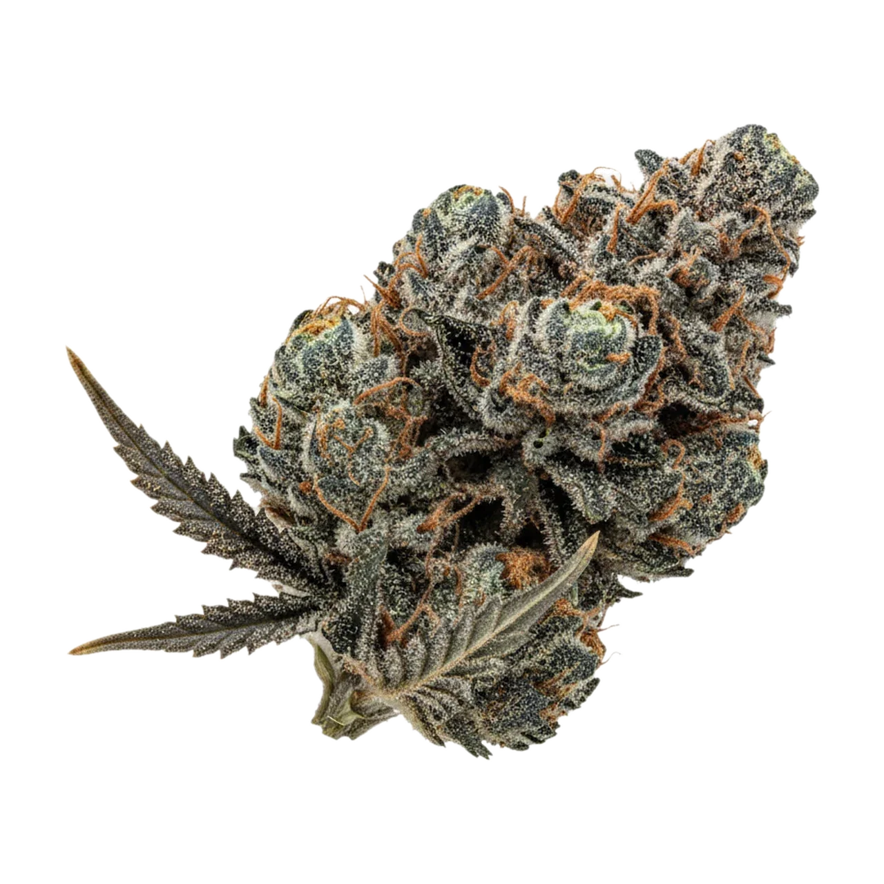KI-generierte Illustration einer Cannabisblüte, zeigt nicht die tatsächliche Charge – 420 Evolution 30/1 CA PLA "Platinum Kush"
