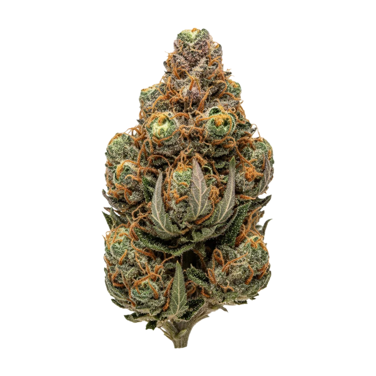 KI-generierte Illustration einer Cannabisblüte, zeigt nicht die tatsächliche Charge – 420 Natural TRP "Tropicana Cookies"