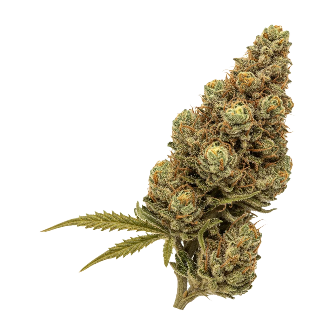 KI-generierte Illustration einer Cannabisblüte, zeigt nicht die tatsächliche Charge – Aleph Matterhorn 21/1 "Banjo"