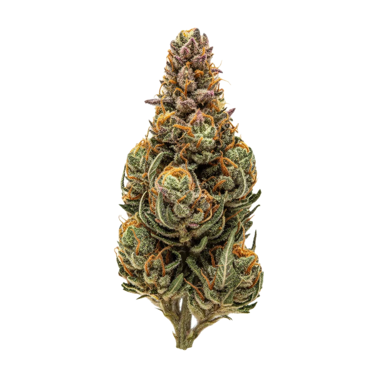 KI-generierte Illustration einer Cannabisblüte, zeigt nicht die tatsächliche Charge – Aleph Rose 18/1 "Tropicana Cookies"