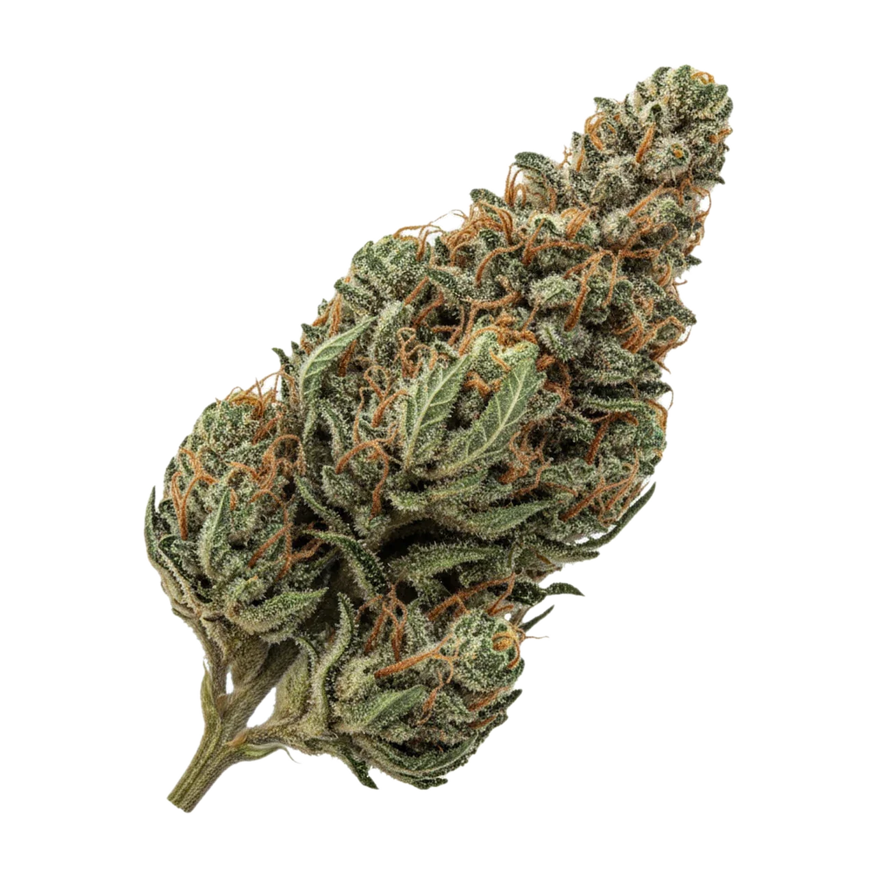 KI-generierte Illustration einer Cannabisblüte, zeigt nicht die tatsächliche Charge – All Nations 25/1 TT "Tropic Thunder"