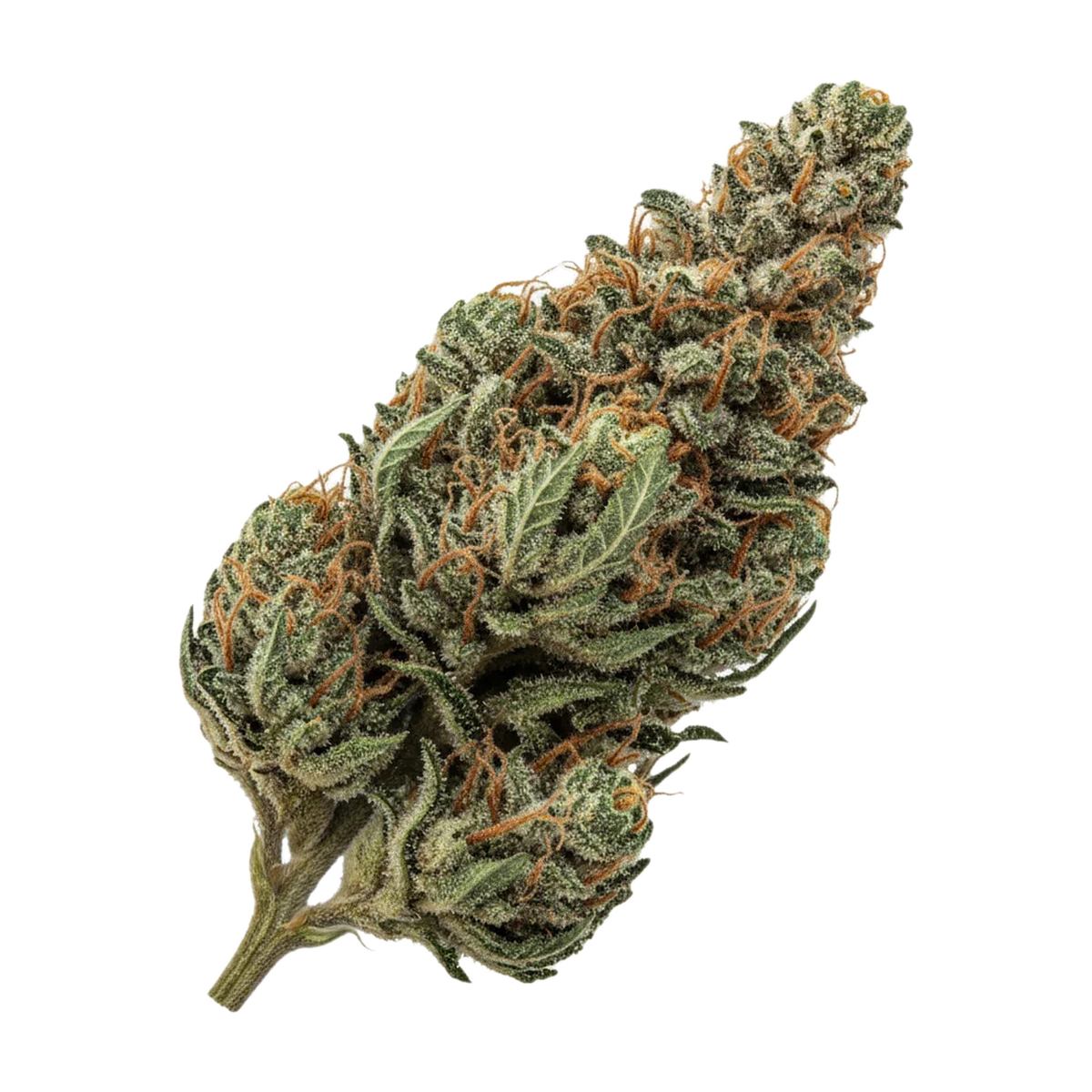KI-generierte Illustration einer Cannabisblüte, zeigt nicht die tatsächliche Charge – All Nations 25/1 TT "Tropic Thunder"