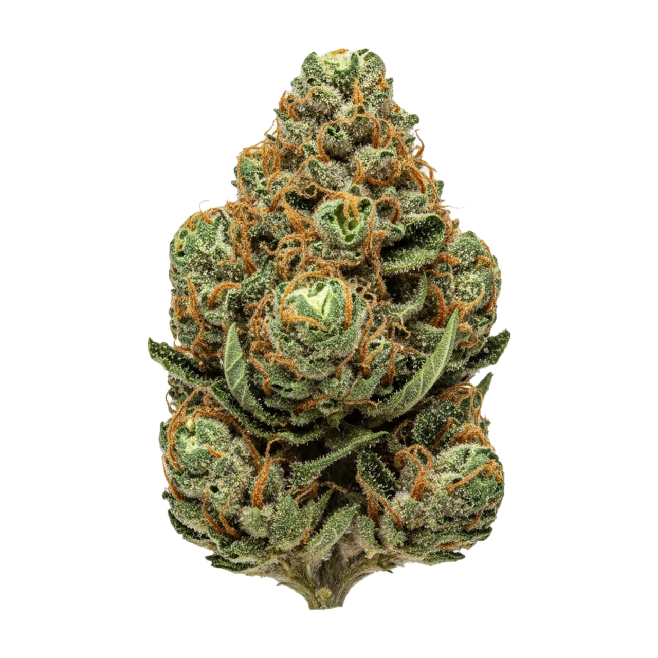 KI-generierte Illustration einer Cannabisblüte, zeigt nicht die tatsächliche Charge – avaay 22/1 MOS "Mo's Sunset"