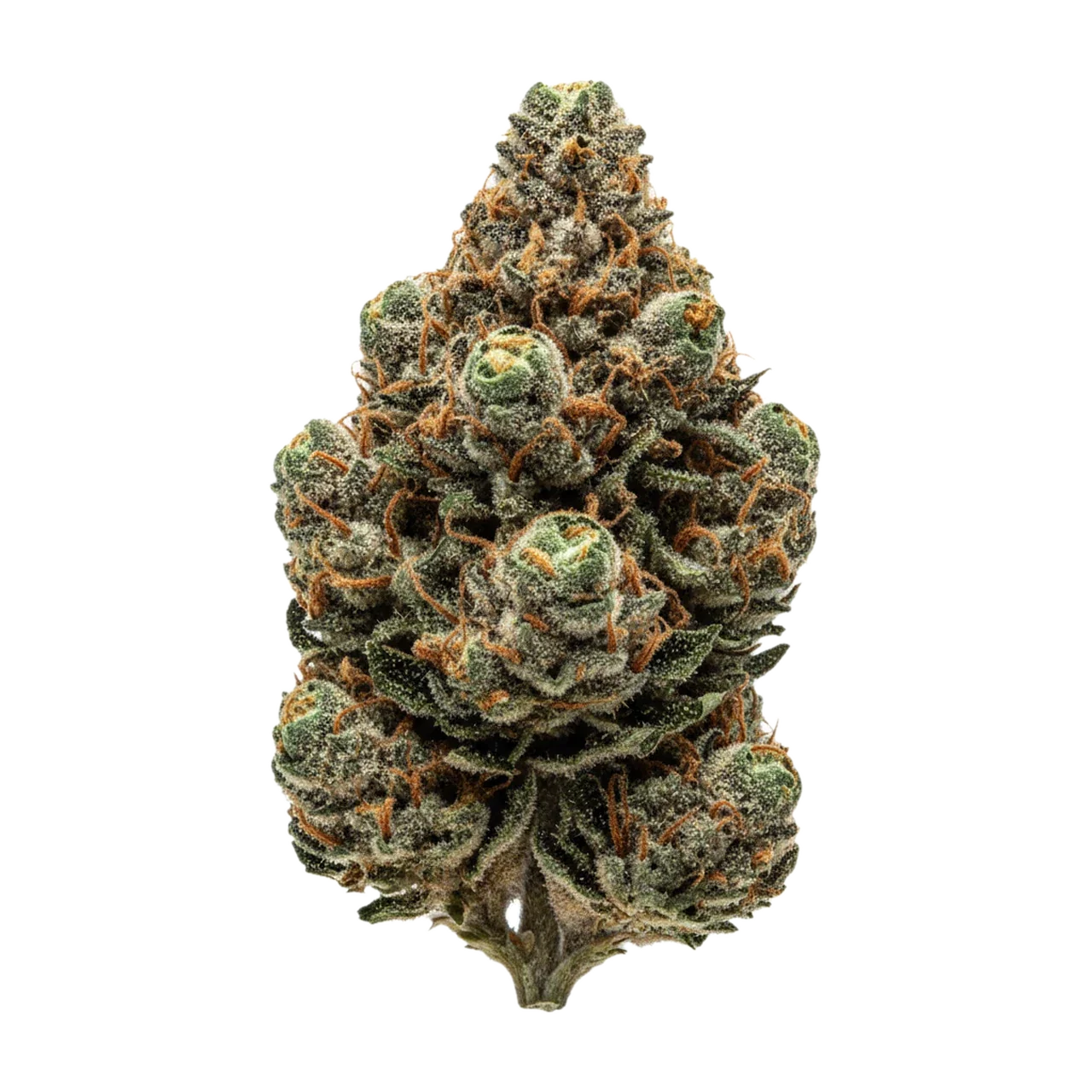 KI-generierte Illustration einer Cannabisblüte, zeigt nicht die tatsächliche Charge – avaay 23/1 CK "Critical Kush"
