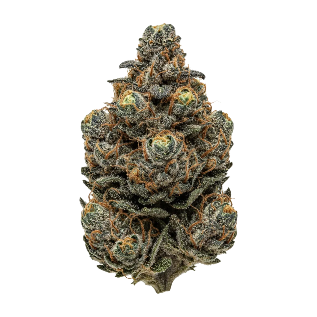 KI-generierte Illustration einer Cannabisblüte, zeigt nicht die tatsächliche Charge – avaay 26/1 MCO "Mac's Cookies"