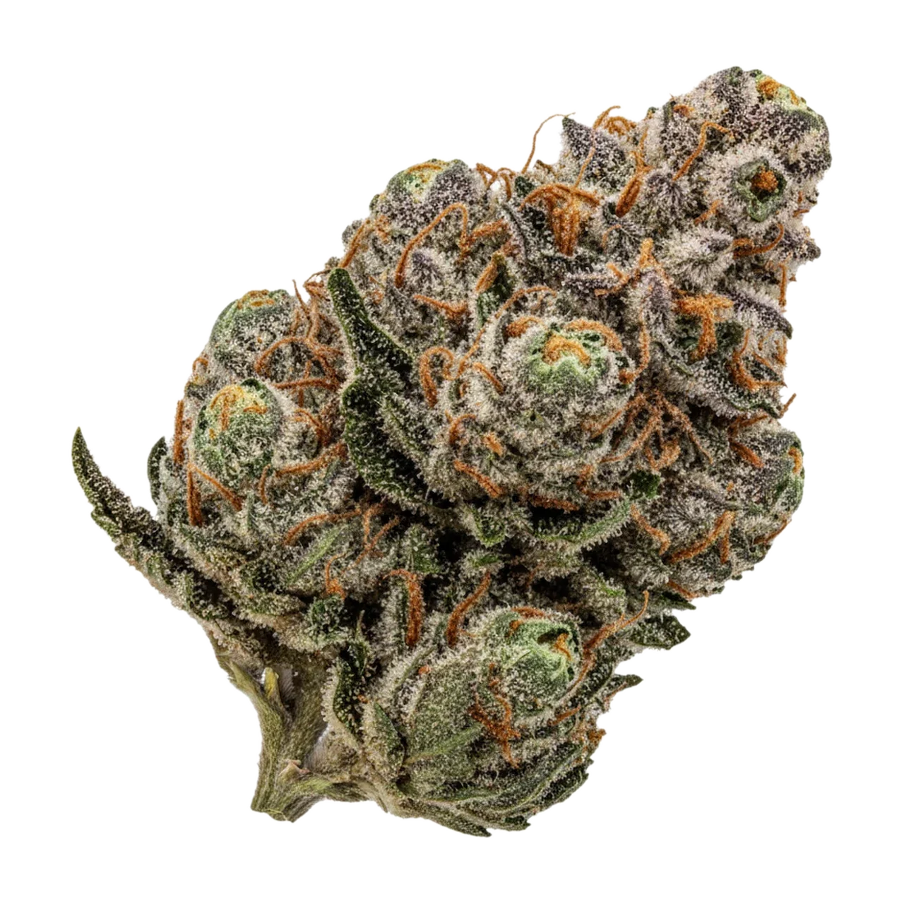 KI-generierte Illustration einer Cannabisblüte, zeigt nicht die tatsächliche Charge – avaay CP "Candy Pave"