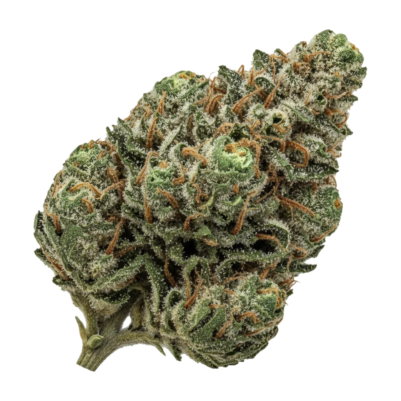 KI-generierte Illustration einer Cannabisblüte, zeigt nicht die tatsächliche Charge – avaay Signature 31/1 GOG "Gossip Gun"