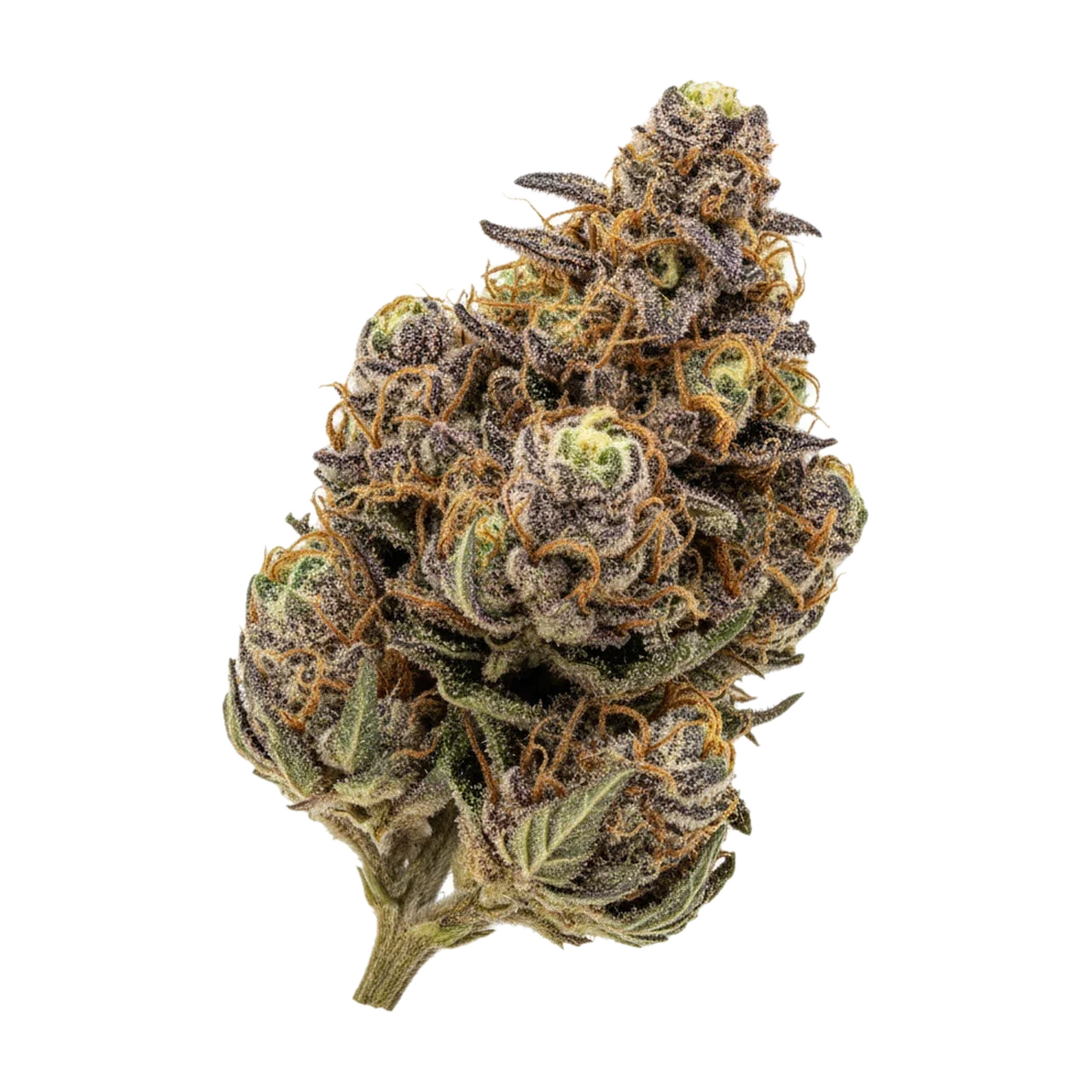 KI-generierte Illustration einer Cannabisblüte, zeigt nicht die tatsächliche Charge – DEMECAN Core Echo 23/1 "Cereal Milk"