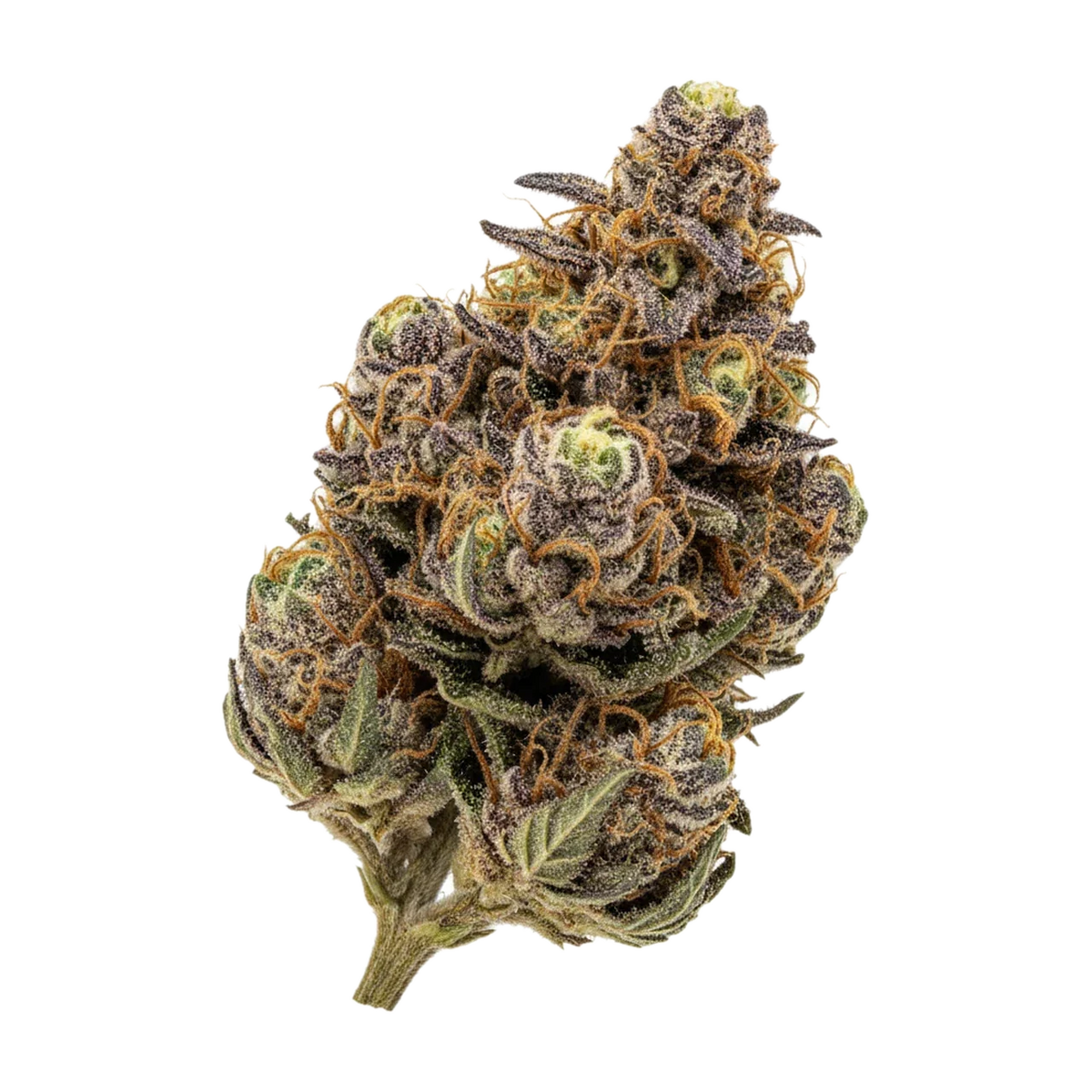 KI-generierte Illustration einer Cannabisblüte, zeigt nicht die tatsächliche Charge – DEMECAN Core Echo "Cereal Milk"