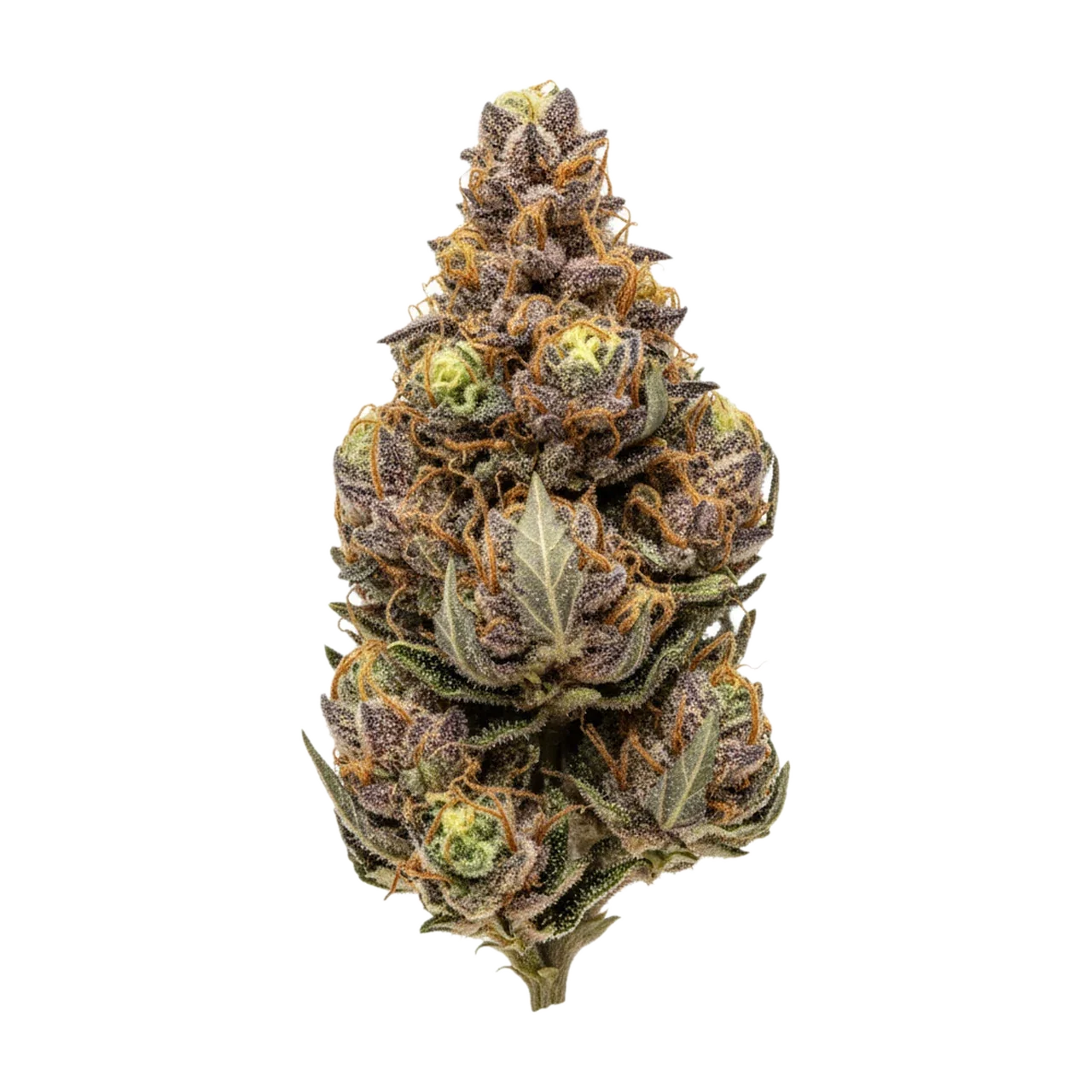 KI-generierte Illustration einer Cannabisblüte, zeigt nicht die tatsächliche Charge – Tannenbusch 31/1 TF "Tubitti Frubitti"
